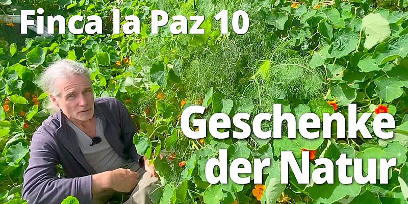 Die Natur macht Geschenke, wenn wir ihr den Raum dafür geben. Ein kleiner Rundgang über unsere Finca, bei dem essbare Pflanzen und Kräuter vorgestellt werden, die sich von selber vermehren und eine Bereicherung für unsere Mahlzeiten darstellen. 
